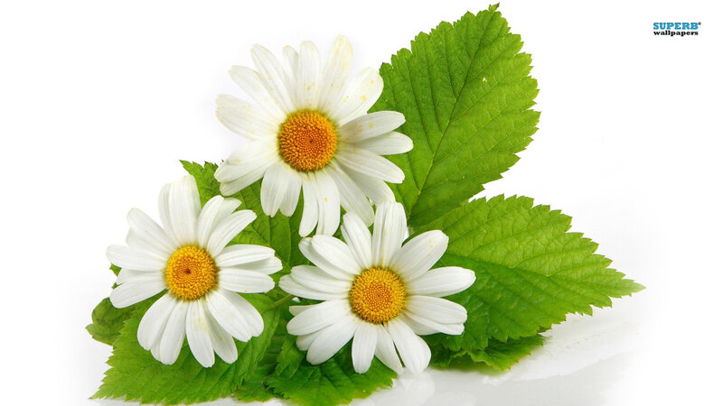 Three Daisies with Leaves — Green