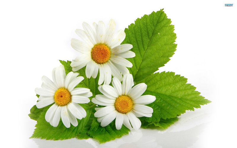 Three Daisies with Leaves — White, Calm, Photograph, Flowers