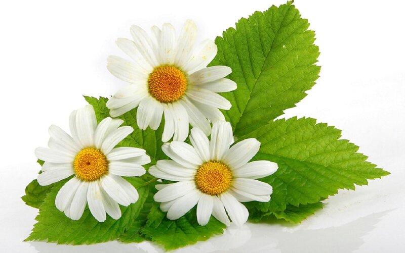 Three Daisies with Leaves — White, Calm, Photograph