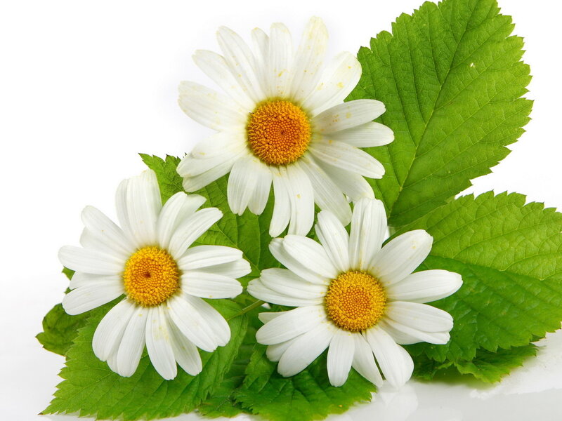Three Daisies with Leaves — White, Calm