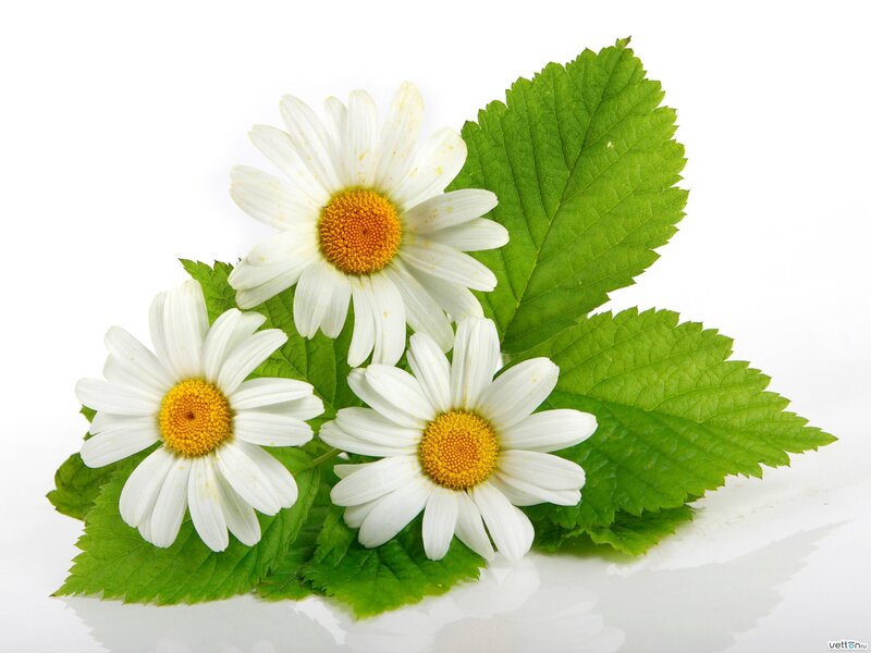 Three Daisies with Leaves — White