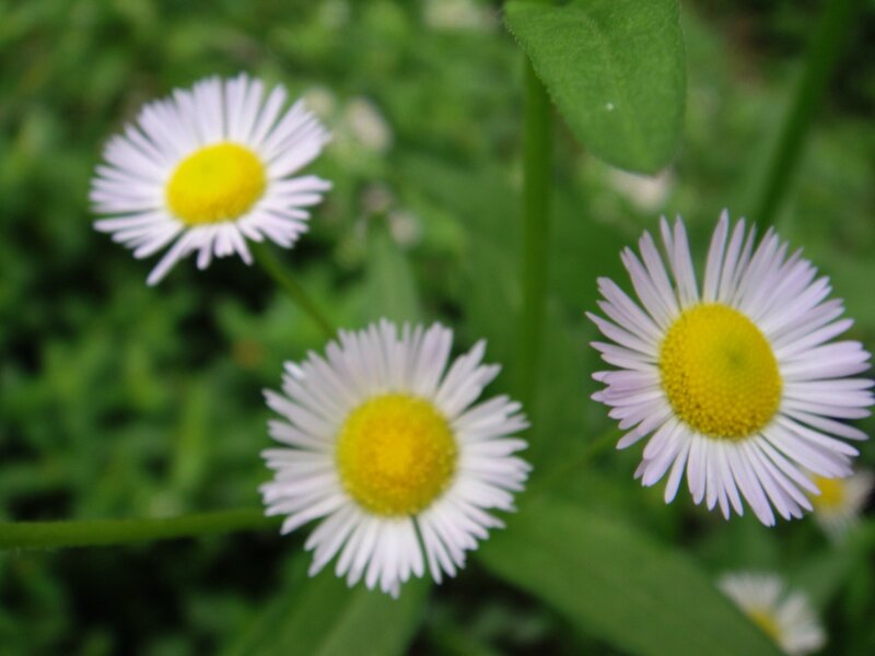 Three Daisy Flowers