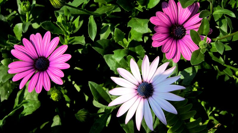 Three Daisy-like Flowers
