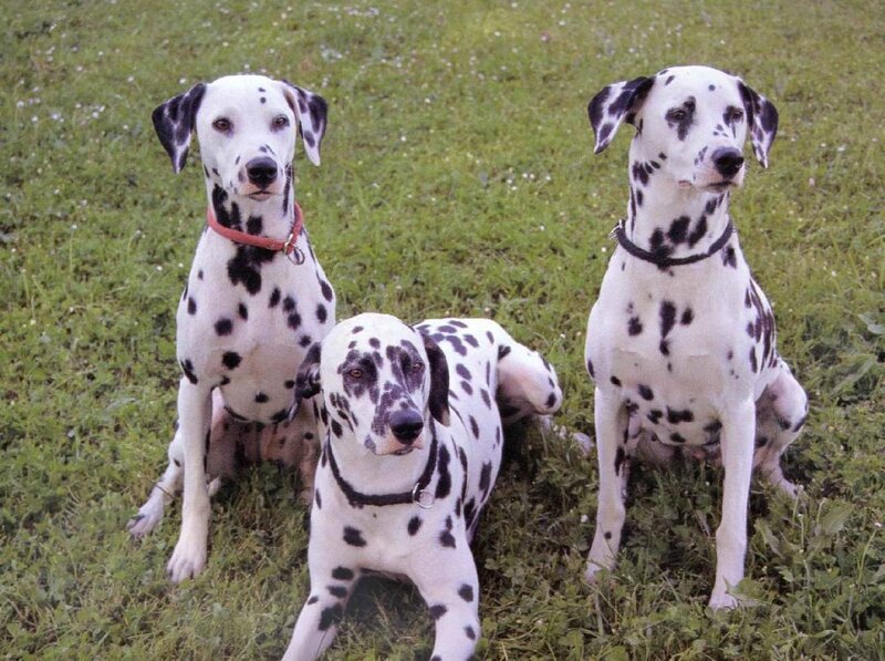 Three Dalmatian Dogs