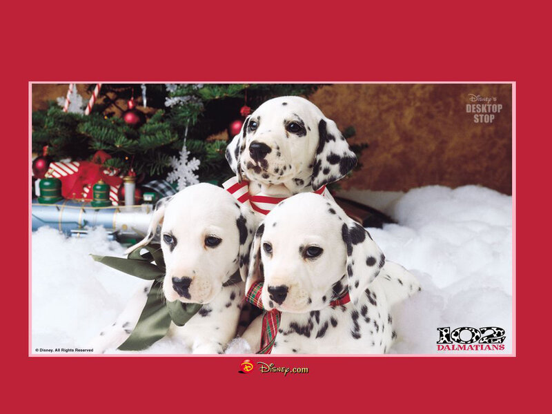 Three Dalmatian Puppies — Red