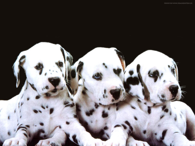 three dalmatian puppies