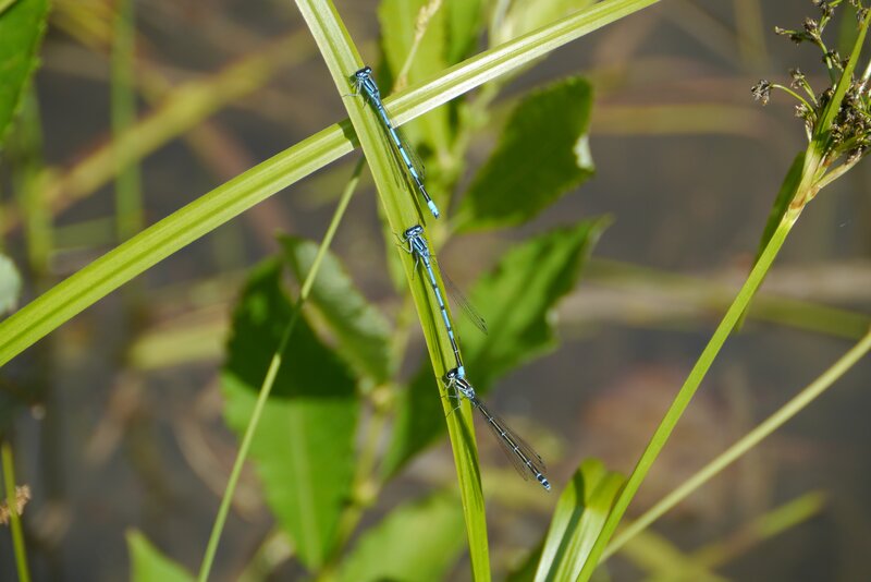 Three damselflies on a blade of grass