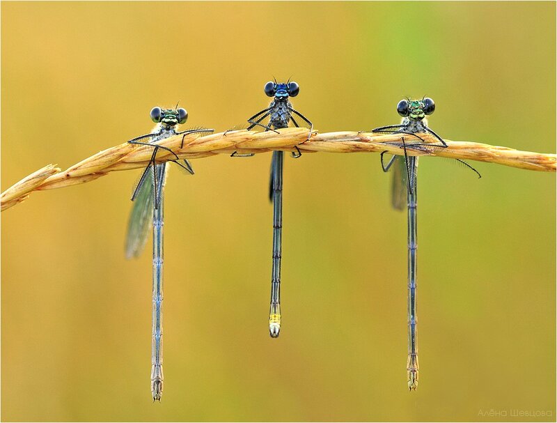 Three damselflies on a stem