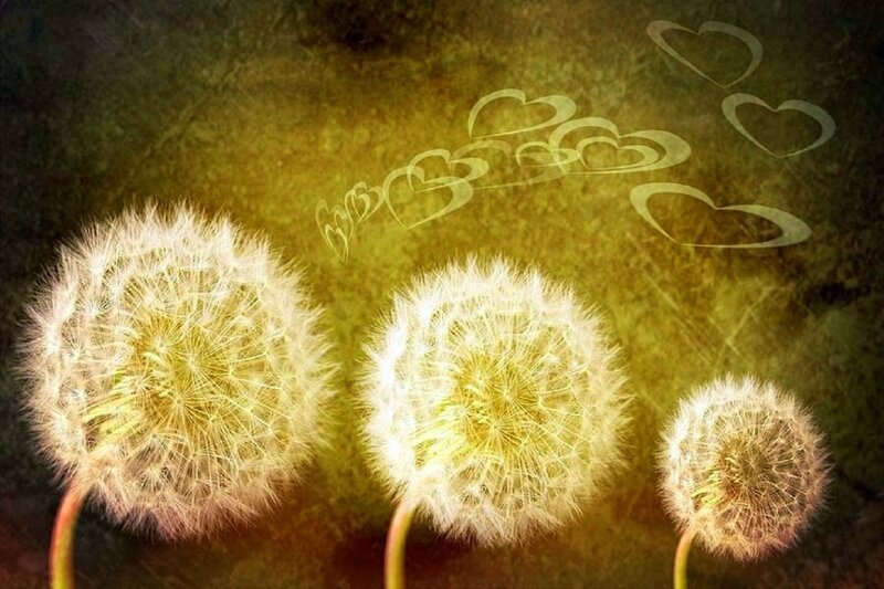 Three Dandelion Clocks — Yellow
