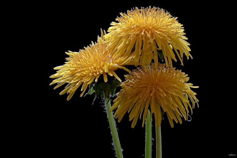 Three Dandelion Flowers