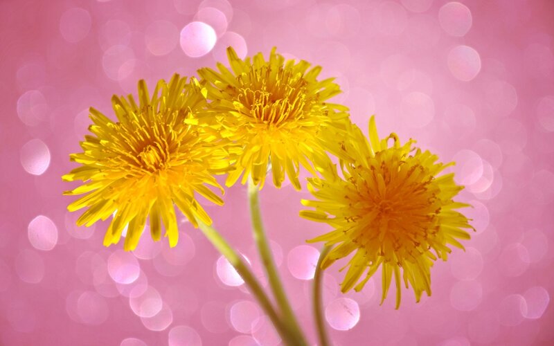 Three Dandelion Flowers — Yellow, Calm