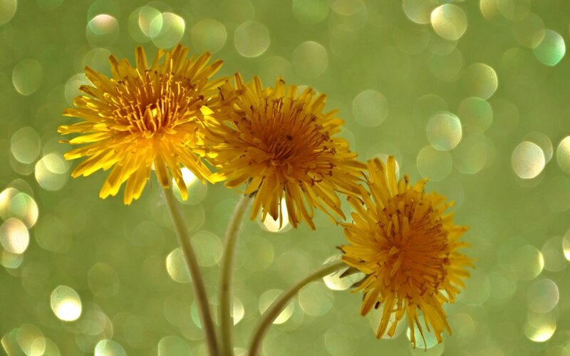 Three Dandelion Flowers — Yellow, Serene