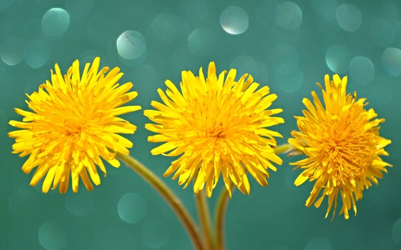 Three Dandelion Flowers — Yellow