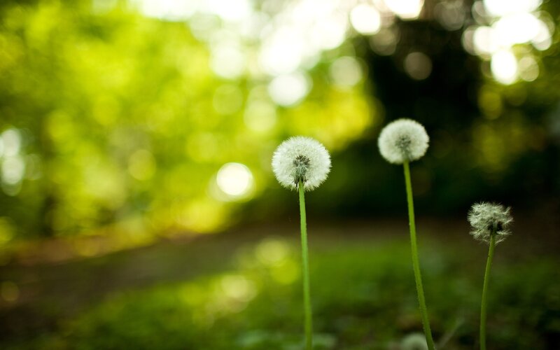 Three Dandelion Seed Heads — White, Serene, Afternoon