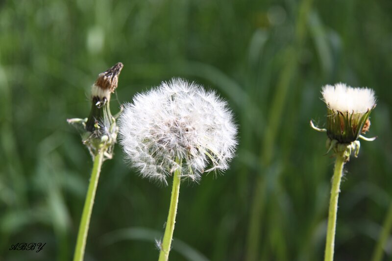 Three Dandelion Seed Heads — White, Serene