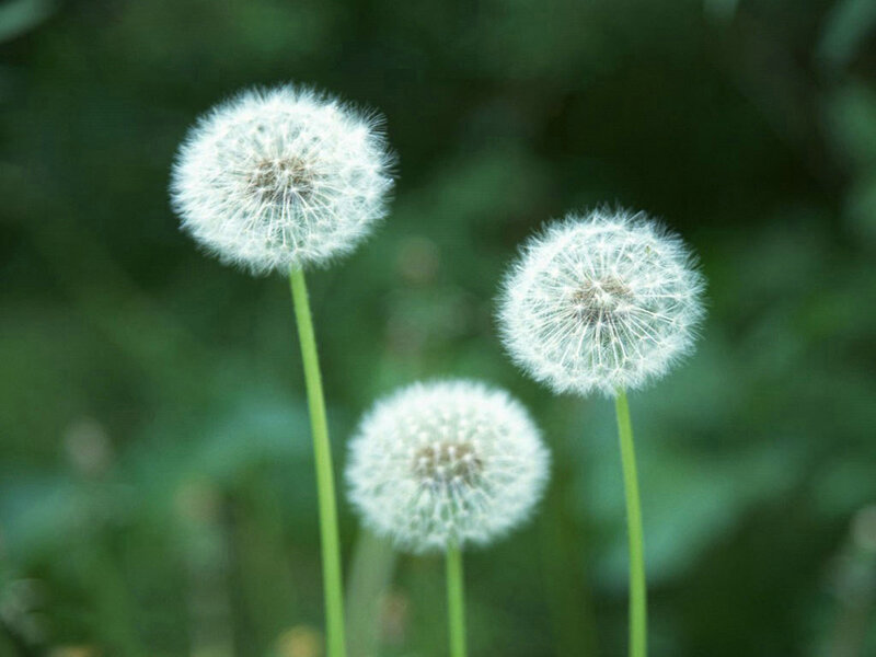 Three Dandelion Seed Heads — White