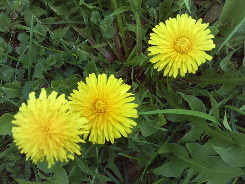 Three dandelions in grass
