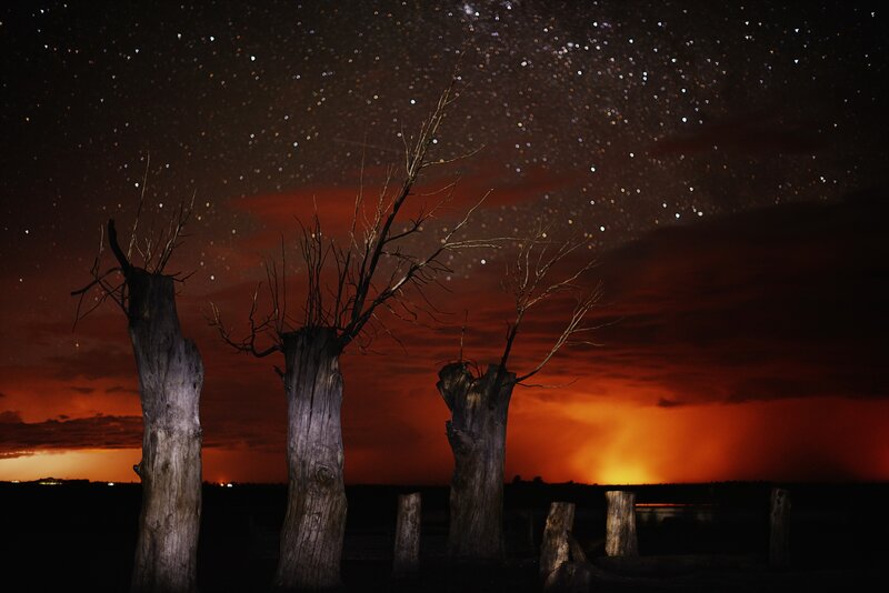 Three Dead Trees