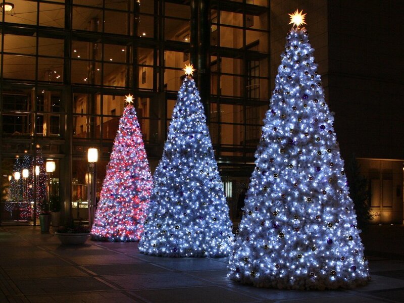 Three Decorated Christmas Trees — White