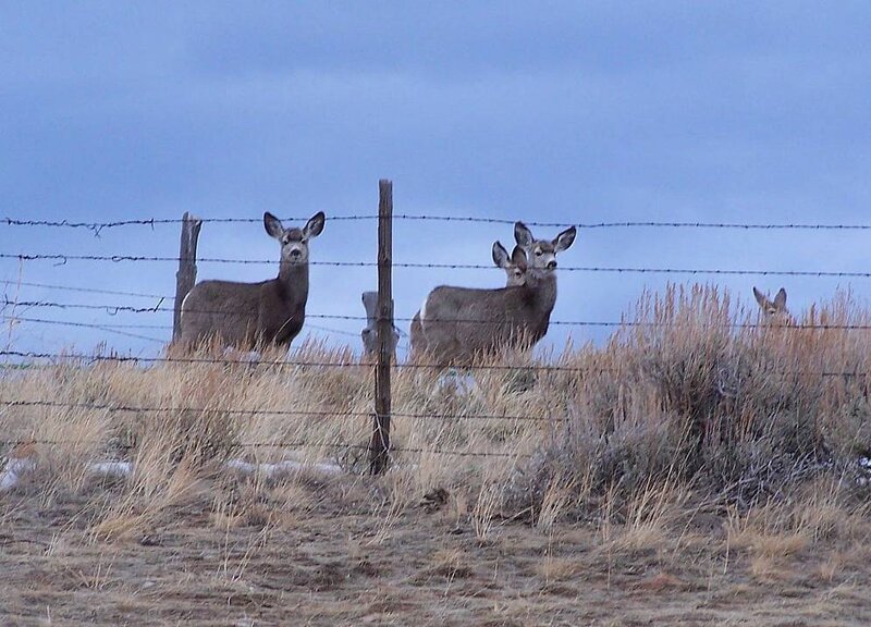 Three Deer Behind Fence