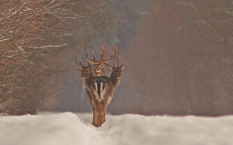 Three-deer Creature