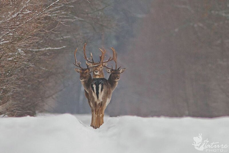 Three-deer Creature — White