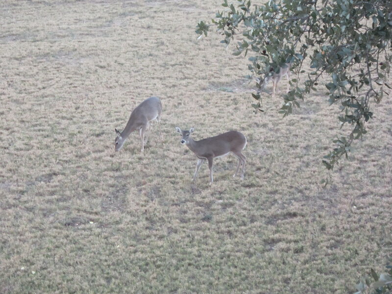 Three Deer in Field — Brown, Calm