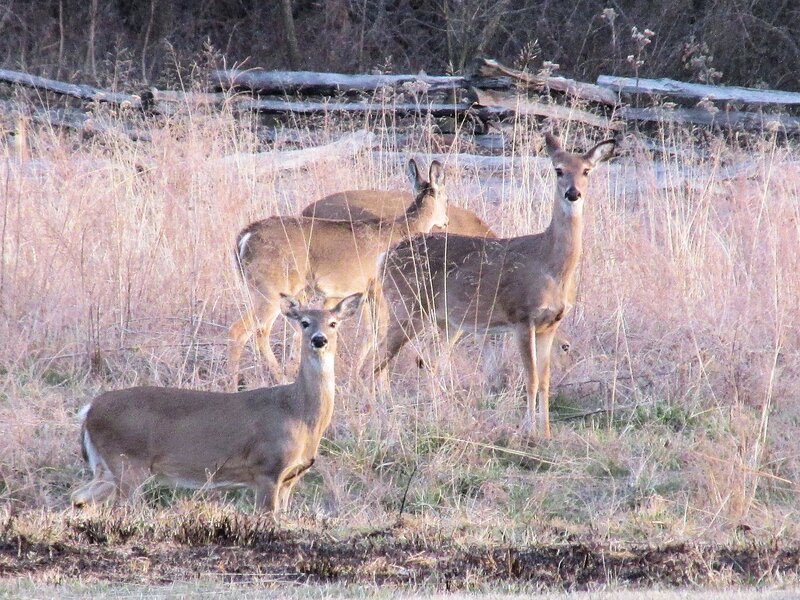 Three Deer in Field — Brown