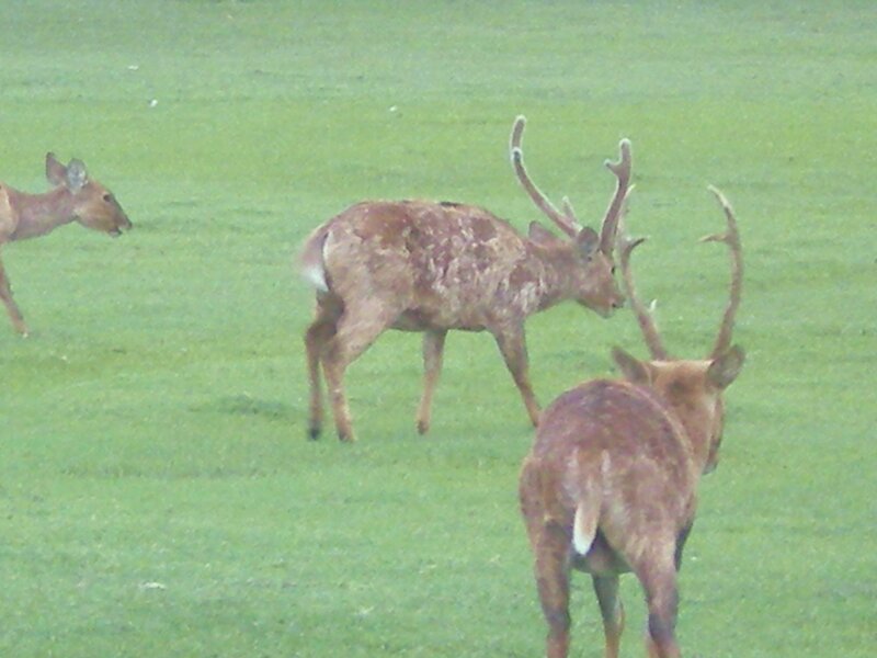 Three Deer in Field — Green, Calm