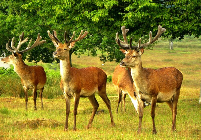Three Deer in Field — Green