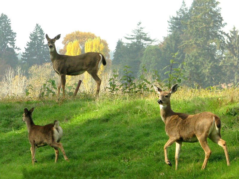 Three Deer in Field
