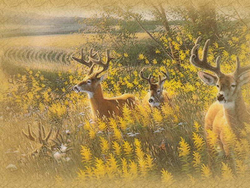 Three Deer in Field — Yellow