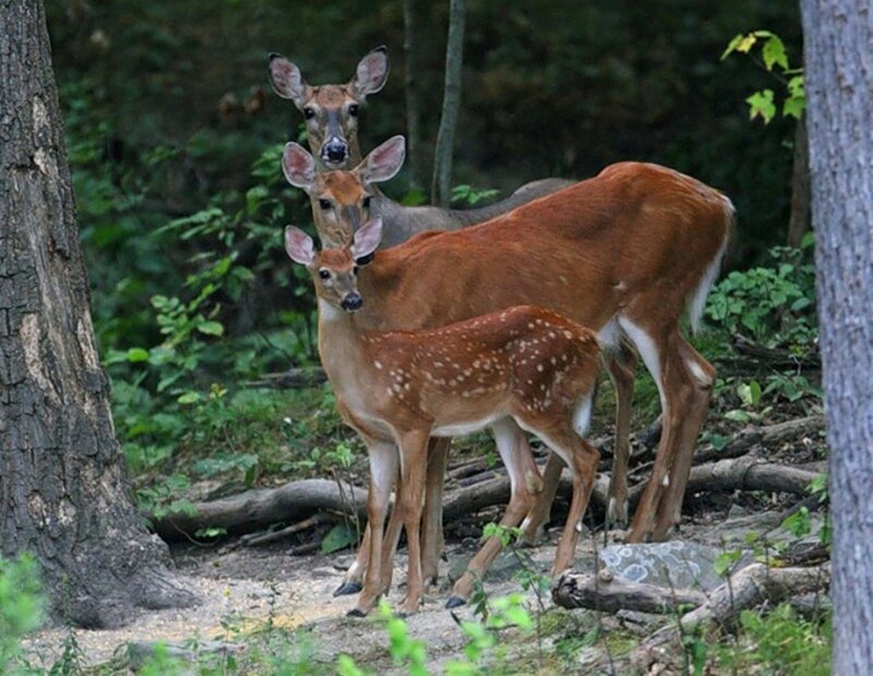 Three Deer in Forest — Brown