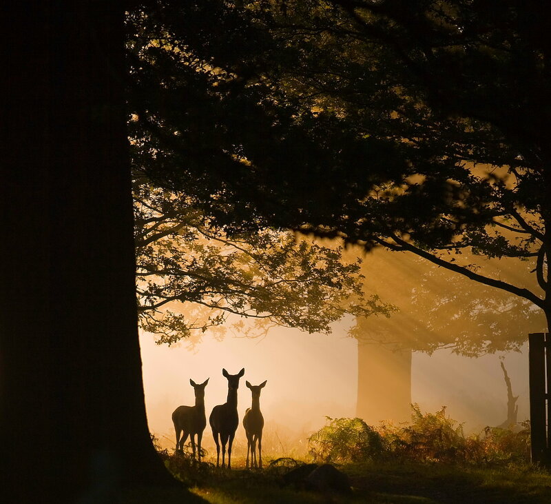Three Deer in Forest — Gold