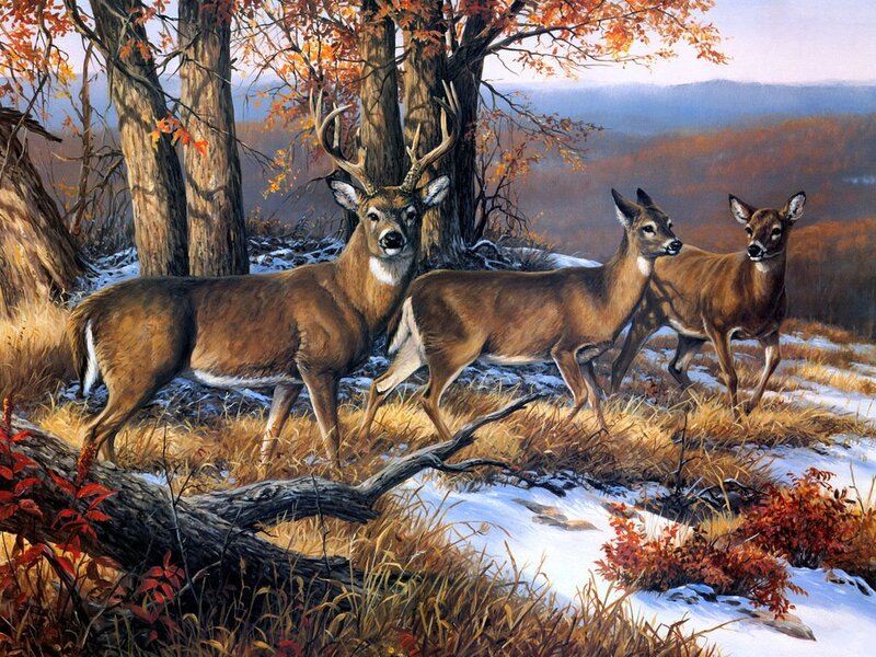 Three Deer in Forest