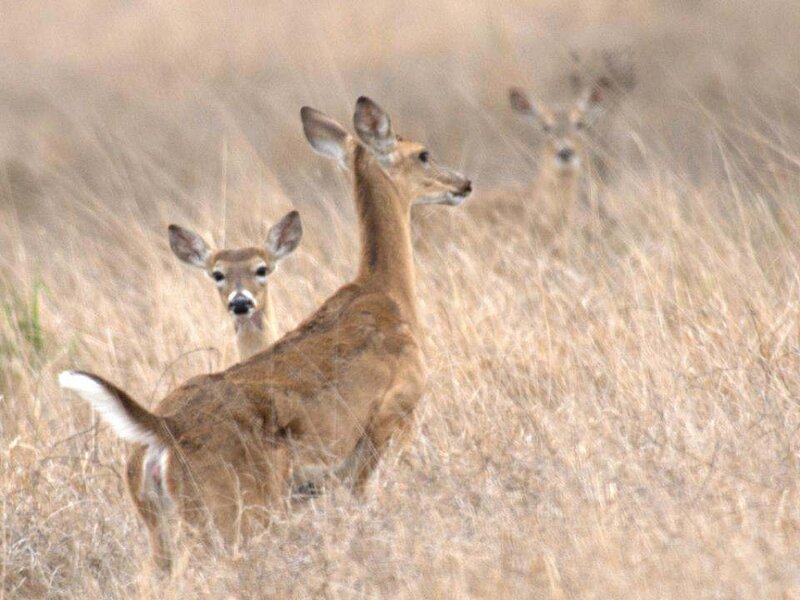 Three Deer in Grass