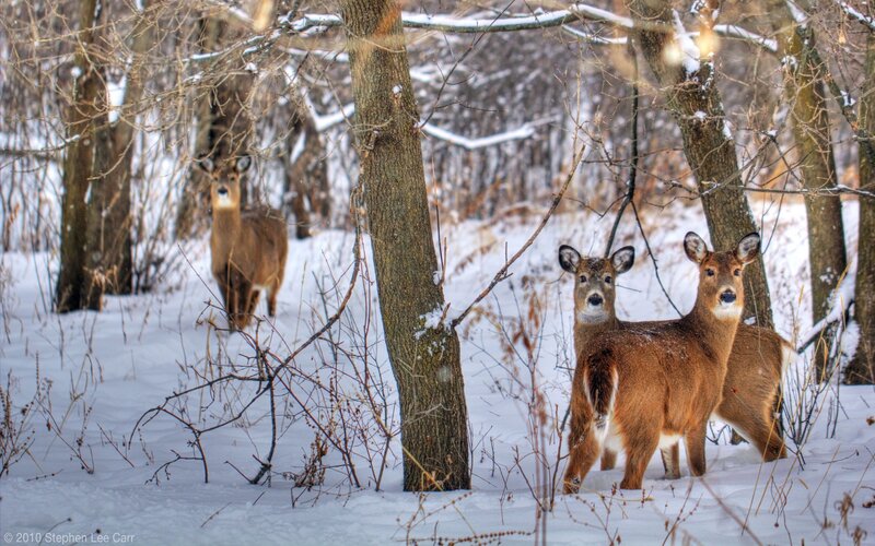 Three Deer in Snow — Brown, Serene