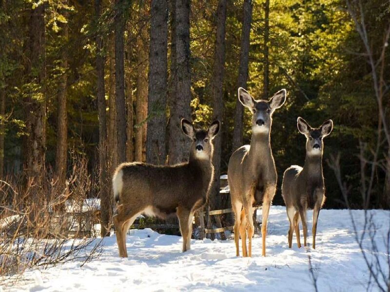 Three Deer in Snow — Brown, Serene, Winter