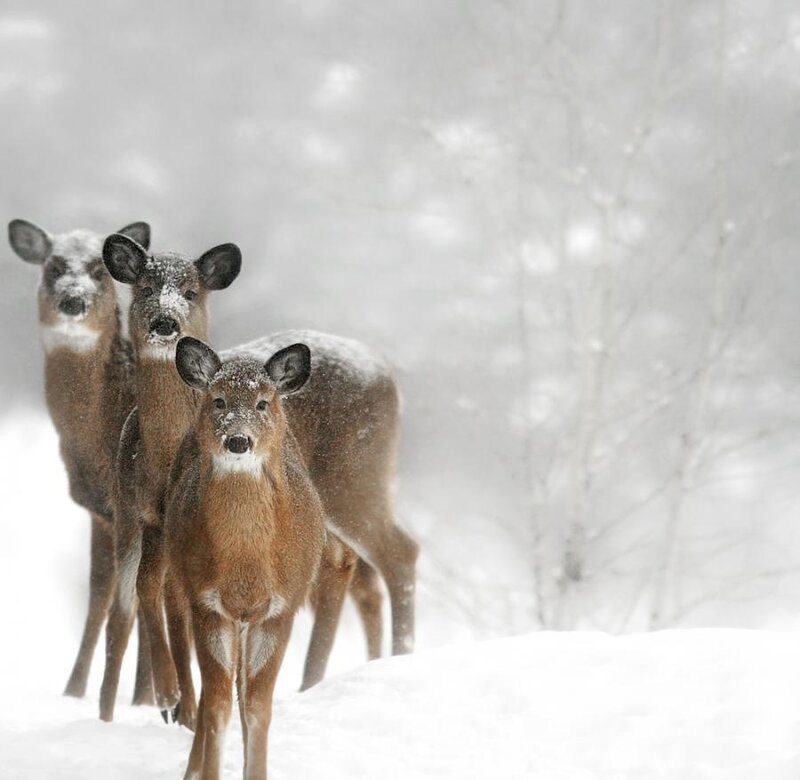 Three Deer in Snow