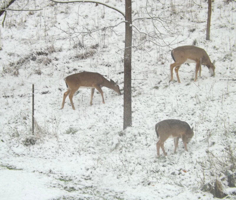Three Deer in Snow — White, Calm