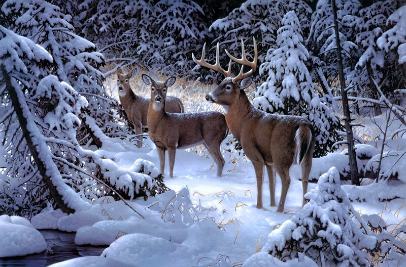 Three Deer in Snow — White, Serene, Winter