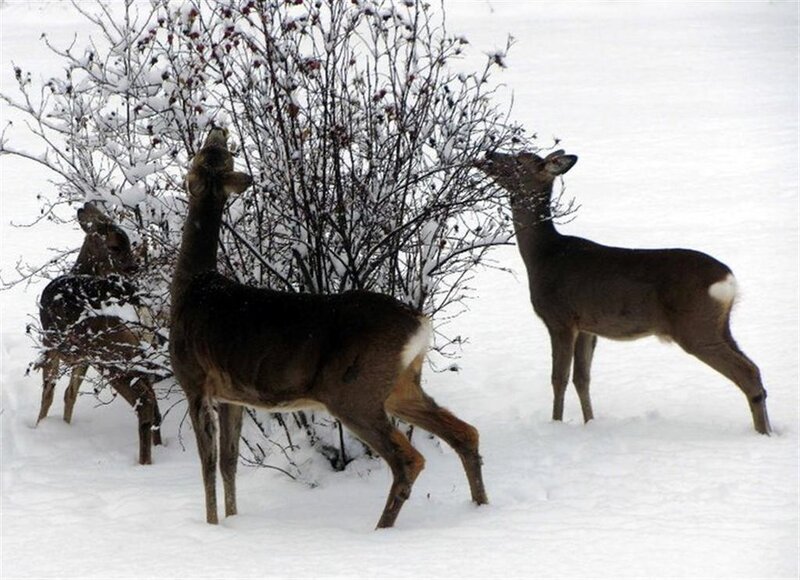 Three Deer in Snow — White
