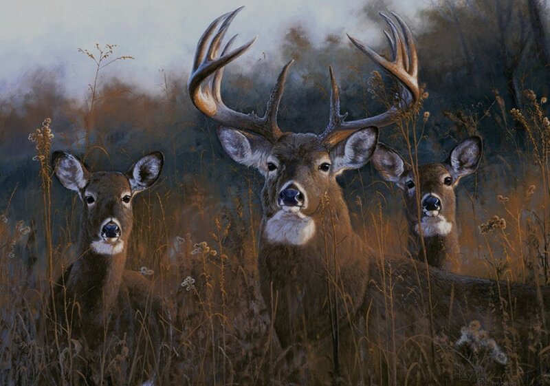 Three Deer in Tall Grass