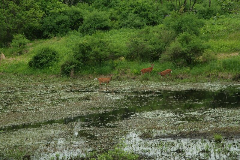 Three Deer Near Pond