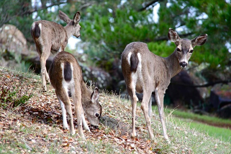 Three Deer on a Hillside