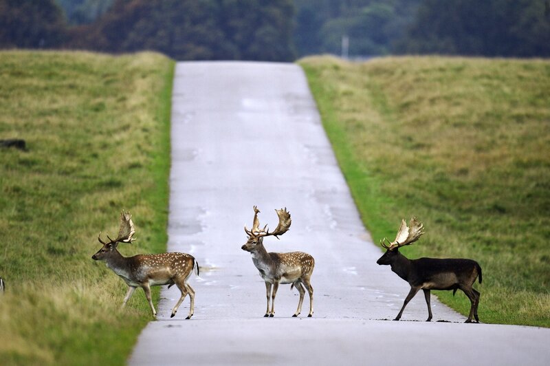 Three Deer on Road