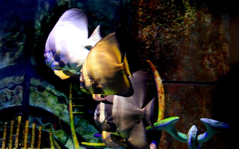 Three Discus Fish — Blue