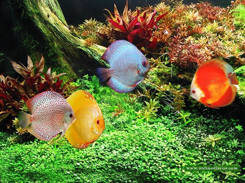 Three Discus Fish