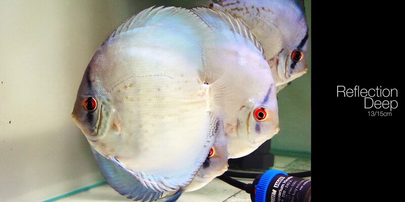 Three Discus Fish — White