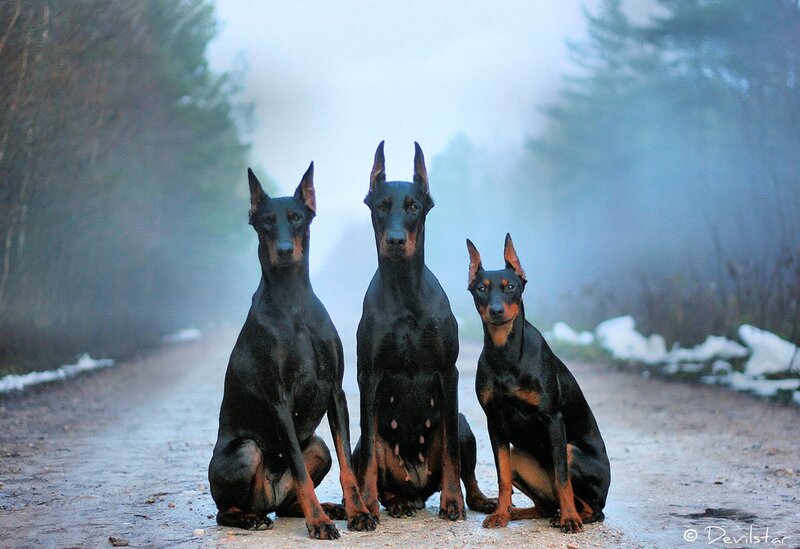 Three Doberman Dogs — Black